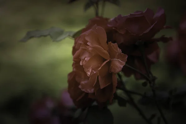 Přírodní Červené Muškáty Okně Rostliny Květiny — Stock fotografie