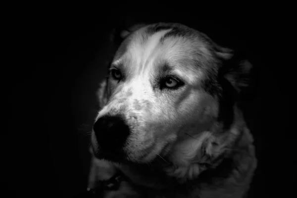 Mavi Gözlü Hayvanlı Köpekli Sibirya Köpeği — Stok fotoğraf