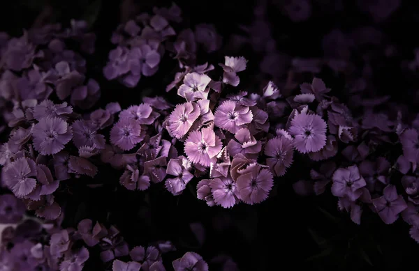 Naturrosa Blommor Botanisk Trädgård Dekorativa Växter Sommar — Stockfoto
