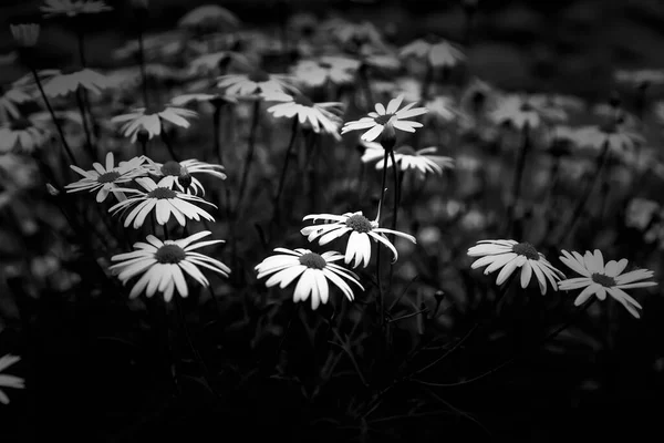 Détail Des Fleurs Sauvages Dans Nature Jardin Botanique Printanier — Photo