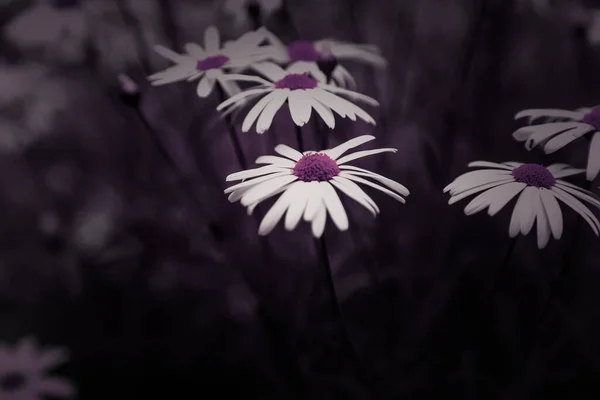 Detalj Vilda Blommor Naturen Vår Botaniska Trädgård — Stockfoto
