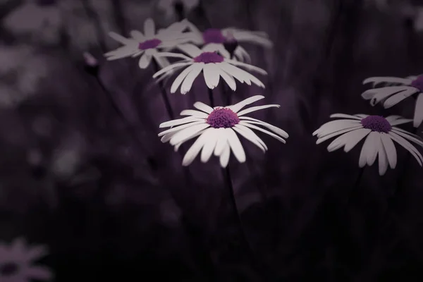 Détail Des Fleurs Sauvages Dans Nature Jardin Botanique Printanier — Photo