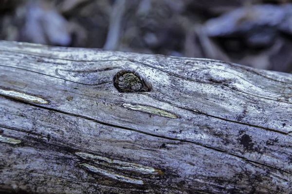 Détail Écorce Sèche Des Arbres Nature — Photo