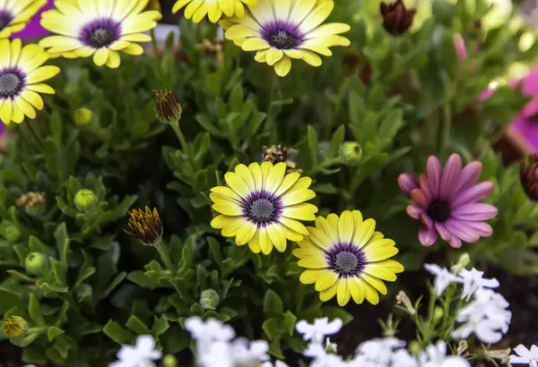 Détail Des Fleurs Sauvages Dans Nature Jardin Botanique Printanier — Photo