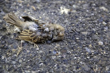 Yolda ölü kuş, vahşi hayvanlar ve kuşlar, Sparro