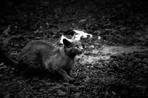 灰色の野良猫 家畜やペット 哺乳動物 ビルマ — ストック写真