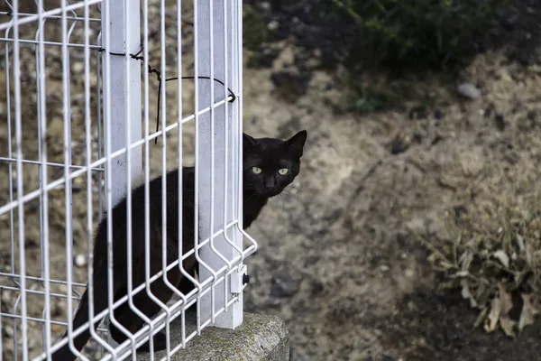 Svart Katt Urban Gata Övergivna Husdjur Husdjur — Stockfoto