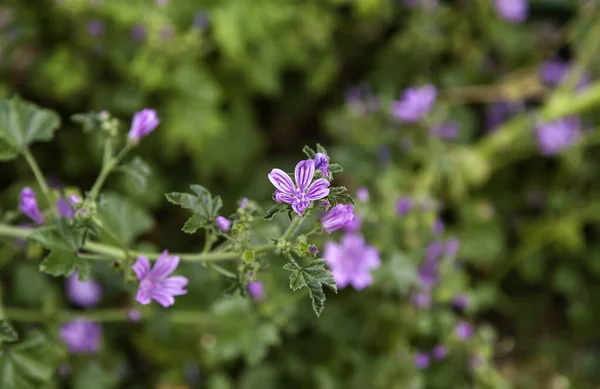 Bloemendetail Het Veld Een Lentedag — Stockfoto