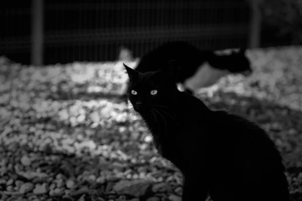 Černá Kočka Městské Ulici Domácí Opuštěná Zvířata Domácí Mazlíčci — Stock fotografie