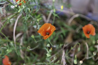 Tarlada, doğada ve çevrede kırmızı çiçeklerin ayrıntıları
