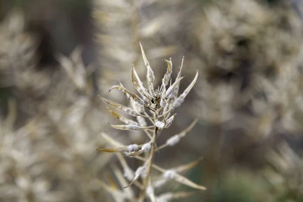 Λεπτομέρεια Ξηρού Και Νεκρού Άγριου Φυτού Στο Χωράφι — Φωτογραφία Αρχείου
