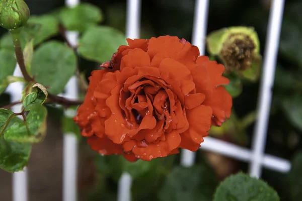 芳香族および野生の花 装飾の詳細 — ストック写真