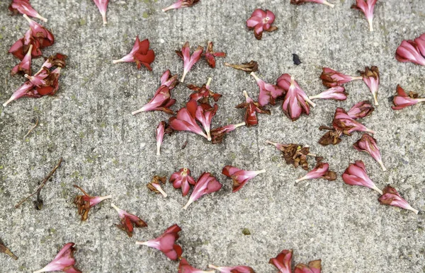 Detail of fallen flowers lying on the ground, romanticism