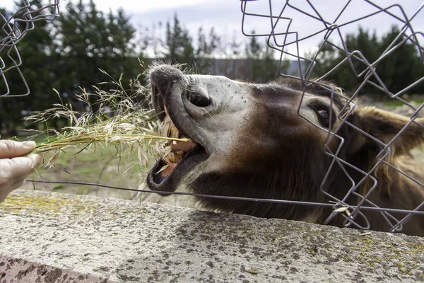 Dientes Burro Divertido Establo Animales Salvajes Mamíferos —  Fotos de Stock