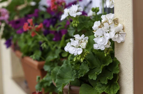 Géraniums Blancs Naturels Sur Fenêtre Plantes Fleurs — Photo