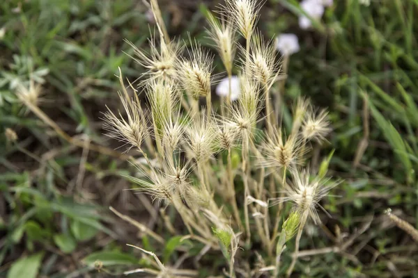 Detail Van Graanveld Landbouw Gezonde Voeding — Stockfoto