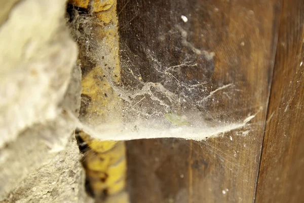 古い木製のドア 動物や昆虫 汚れにクモの巣 — ストック写真
