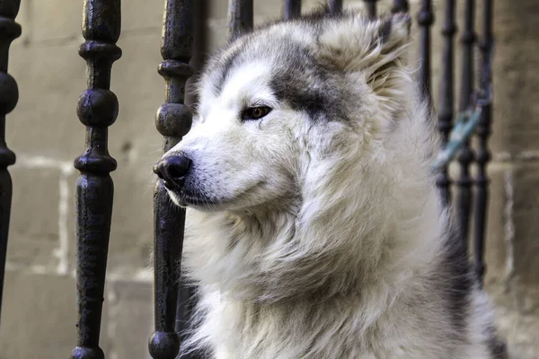 Köpek Sokakta Tek Başına Bağlı Evcil Hayvanlar Memeliler — Stok fotoğraf