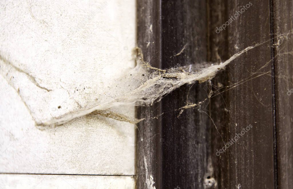 Cobweb on old wooden door, animals and insects, dirt