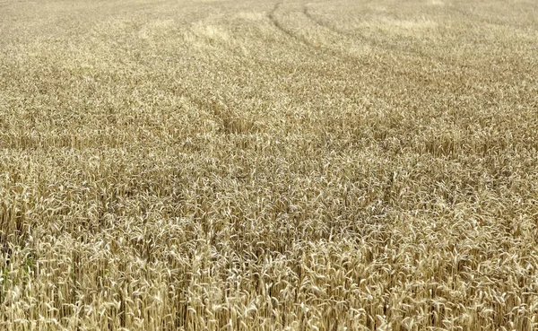 Detail Cereal Field Agriculture Healthy Food — Stock Photo, Image