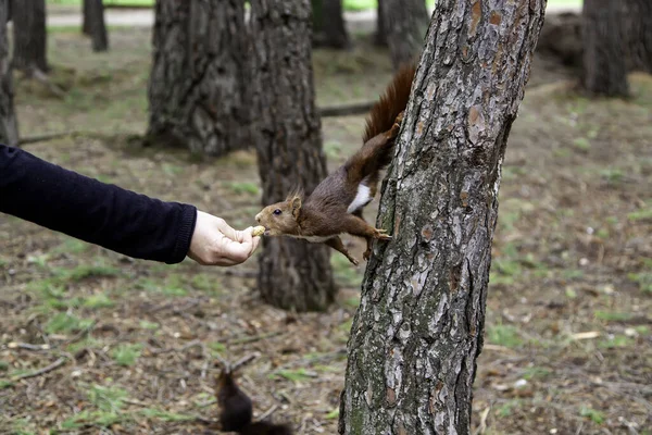 Ormanda Fındık Yiyen Sincap Vahşi Özgür Hayvanlar — Stok fotoğraf