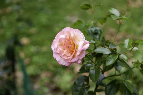 Arbusto Rosas Vermelhas Frescas Natureza Plantação — Fotografia de Stock