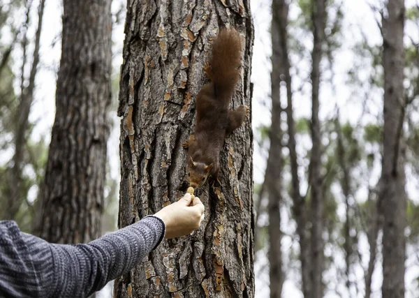 Ormanda Fındık Yiyen Sincap Vahşi Özgür Hayvanlar — Stok fotoğraf