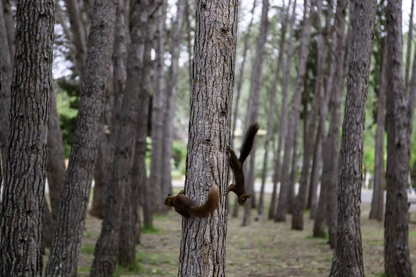 Ardilla Comiendo Nueces Bosque Animales Salvajes Libres —  Fotos de Stock