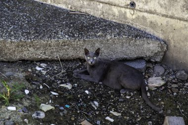 Gri sokak kedisi, evcil hayvanlar ve evcil hayvanlar, memeliler, burmalılar