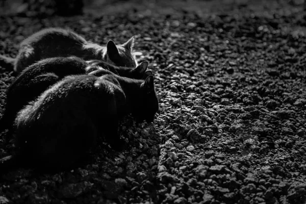 Gatos Selvagens Comendo Rua Detalhes Animais Abandonados — Fotografia de Stock