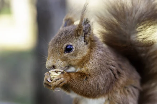 Squirrel Eating Nuts Forest Wild Free Animals — Stock Photo, Image