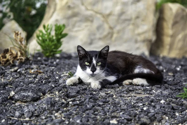 Abandoned Stray Cat Free Animals Mammals Pets — Stock Photo, Image