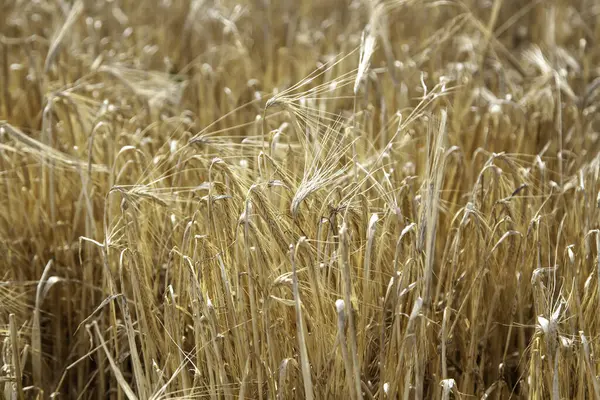 Doğal Buğday Tarlası Tarım Hasat Manzara — Stok fotoğraf