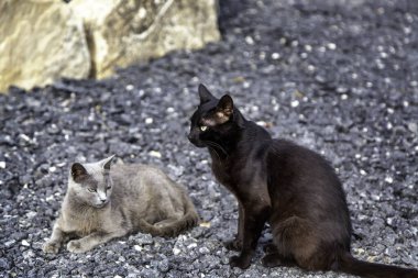 Şehir sokaklarında kara kedi, evcil hayvanlar, evcil hayvanlar.