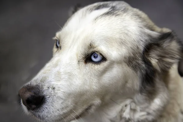 Perro Husky Siberiano Con Ojos Azules Animales Mascotas Perros —  Fotos de Stock