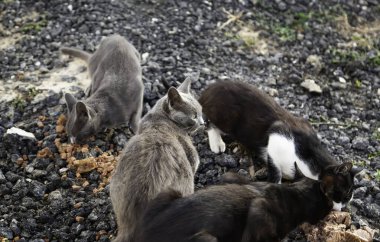 Evsiz hayvan bakımı, hayvan bakımı ve koruma
