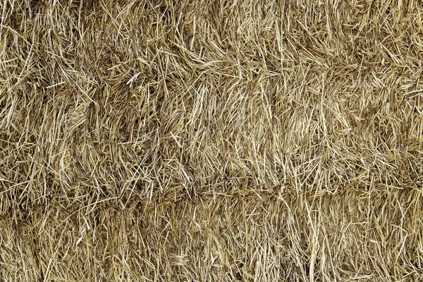 Detail Pile Fresh Straw Food Animals — Stock Photo, Image