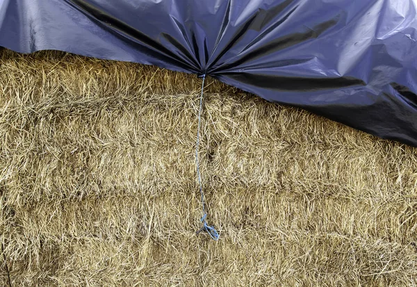 Detail Pile Fresh Straw Food Animals — Stock Photo, Image