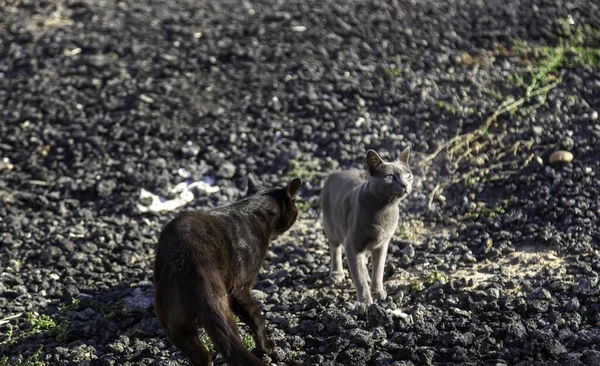 Dettaglio Animali Senzatetto Cura Protezione Degli Animali — Foto Stock