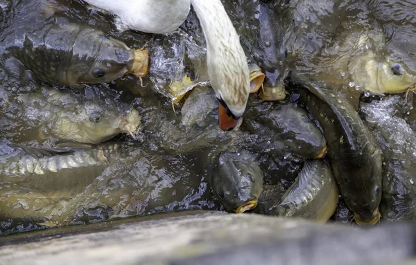 Oca Con Pesce Carpa Lago Naturale Animali Anfibi — Foto Stock