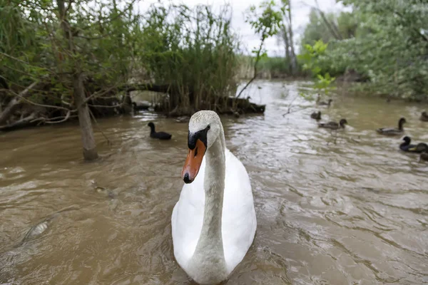 Гусь Озере Плавание Свободные Птицы Животные Природа — стоковое фото