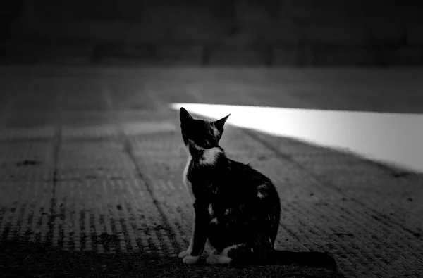 Εγκαταλελειμμένη Αδέσποτη Γάτα Ελεύθερα Ζώα Θηλαστικά Κατοικίδια Ζώα — Φωτογραφία Αρχείου