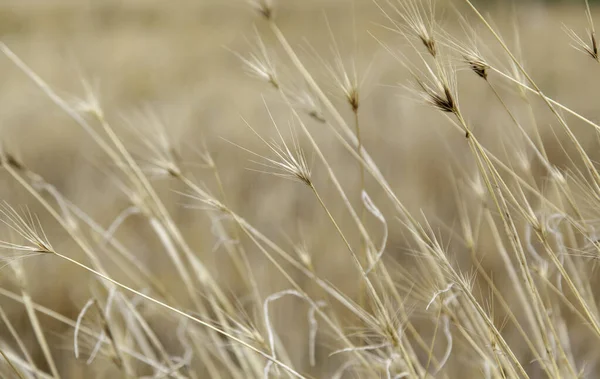 Detail Cereal Crop Field — Fotografia de Stock