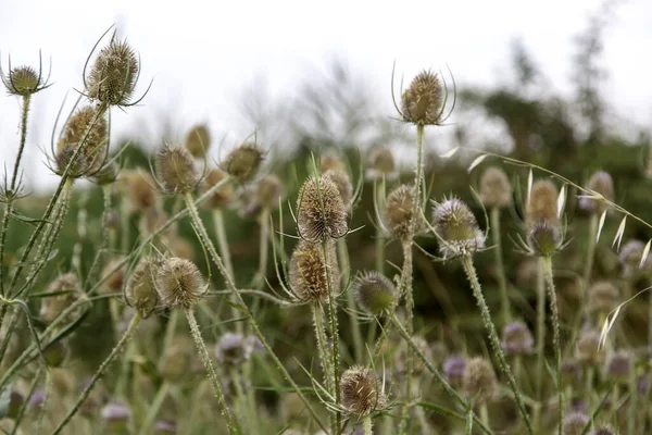 Detail Von Wildpflanzen Mit Blumen Feld Und Natur — Stockfoto