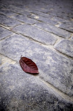 Sonbaharda kuru yaprak ayrıntıları, iklim değişikliği ve mevsim değişimi