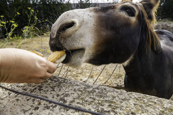 Detail of feeding a donkey on a rural farm