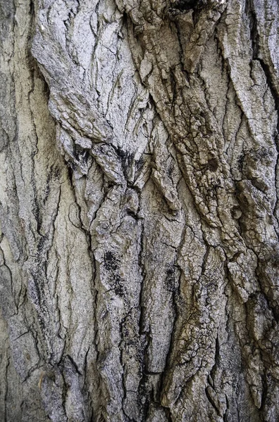 Detail Der Alten Rauen Und Geprägten Baumrinde Natur — Stockfoto