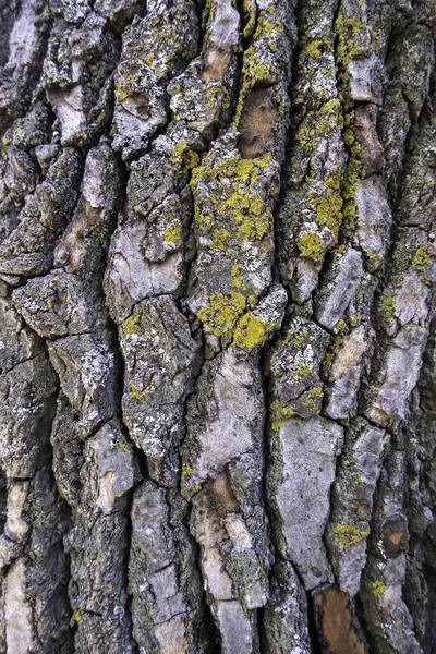 古いラフとエンボス加工の木の樹皮 自然の詳細 — ストック写真