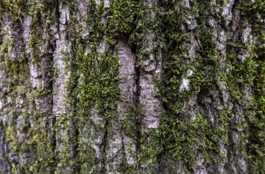 Islak bir ormanda ağaç kabuğunun ayrıntıları