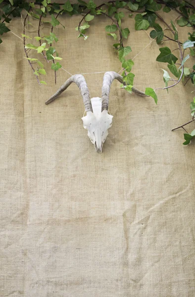 山羊の頭蓋骨 — ストック写真